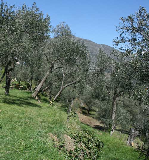 randonnée récolte olives