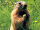 marmotte du mercantour