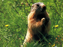 marmotte.jpg marmotte.jpg
