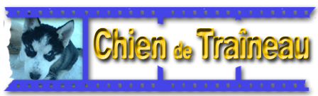 video chien-de-traineau